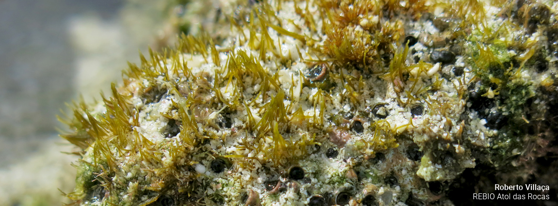 Reserva Biológica do Atol das Rocas